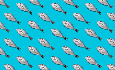 Seamless fish pattern. Raw dorado fish isolated on blue background.