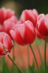 Fototapeta premium Close-up shot of red tulips in the garden.