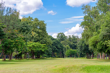 Landscape green lawn with big trees and blue sky with white clouds