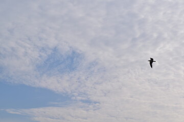 a seagull soars in a blue sky with white clouds