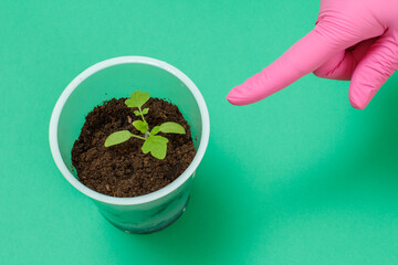 Close-up hand with forefinger of a female gardener and a can with a green tomato seedling.