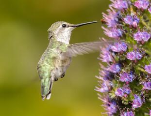 Fototapeta na wymiar Anna's Hummingbird adult female feeding on pride of Madeira nectar. Palo Alto Baylands, Santa Clara County, California, USA.