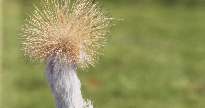 Close up portrait of Grey-necked Crowned Crane Bird