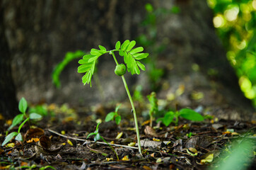 Tamarind sapling after blur 2