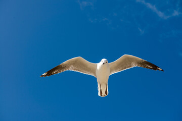 Seagull was flying above Chelsea Beach during summer, Australia Dec 2019.