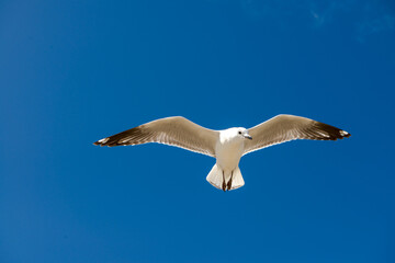 Seagull was flying above Chelsea Beach during summer, Australia Dec 2019.
