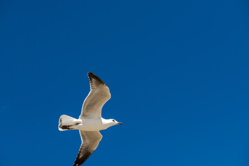 Seagull was flying above Chelsea Beach during summer, Australia Dec 2019.