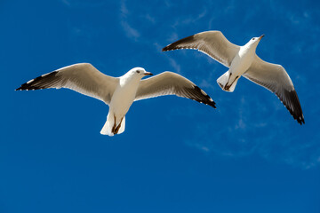 Seagull was flying above Chelsea Beach during summer, Australia Dec 2019.