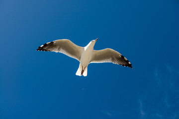 Seagull was flying above Chelsea Beach during summer, Australia Dec 2019.