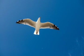 Seagull was flying above Chelsea Beach during summer, Australia Dec 2019.