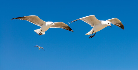 Seagull was flying above Chelsea Beach during summer, Australia Dec 2019.