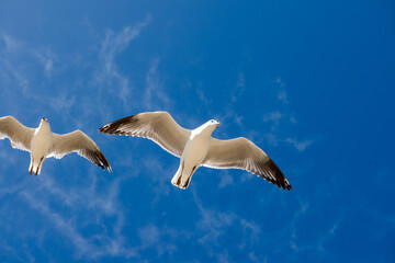 Seagull was flying above Chelsea Beach during summer, Australia Dec 2019.
