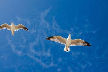 Obraz premium Seagull was flying above Chelsea Beach during summer, Australia Dec 2019.