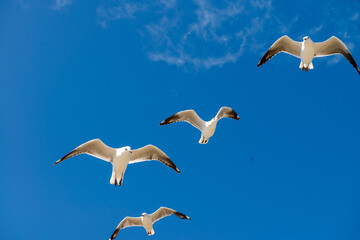 Seagull was flying above Chelsea Beach during summer, Australia Dec 2019.