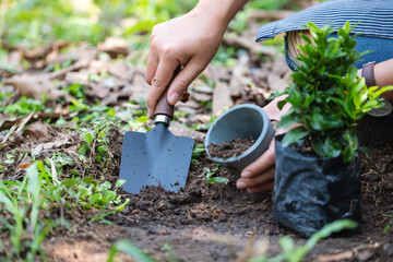 Closeup image of a woman preparing to replanting plant by use a shovel to scoop soil into the pot...