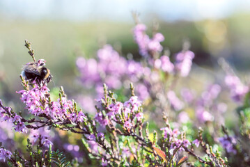 Bumblebee on a blue flower in the meadow field