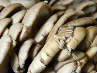 mushrooms isolated on black background