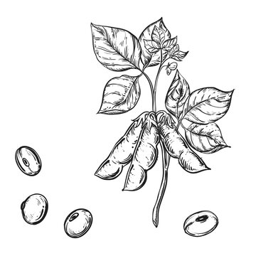 Hand drawn sketch black and white soybean, soy seeds, leaf. Vector illustration. Elements in graphic style label, card, sticker, menu, package. Engraved style illustration.
