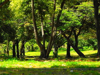 新緑の森