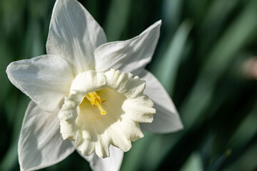 white narcissus flower detail