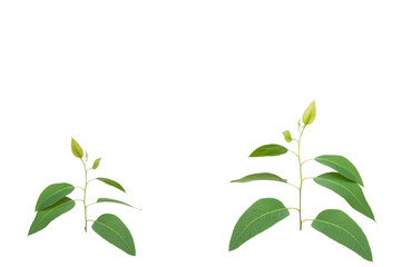 Eucalyptus tree isolated on white background.