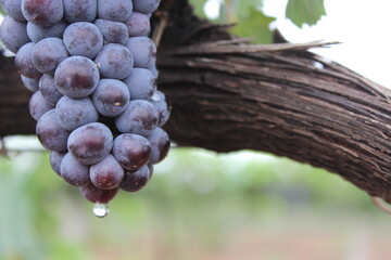 Viñedo en lluvia