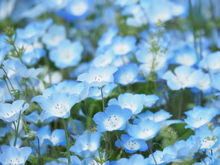 ネモフィラ