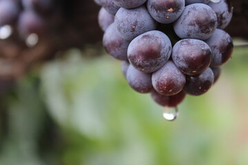 Viñedo en lluvia