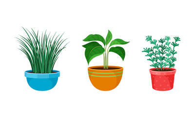 Tropical or Semi-tropical Houseplant Growing in Potting Soil in Ceramic Flowerpot Vector Set