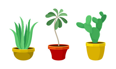 Tropical or Semi-tropical Houseplant Growing in Potting Soil in Ceramic Flowerpot Vector Set