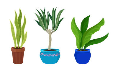Tropical or Semi-tropical Houseplant Growing in Potting Soil in Ceramic Flowerpot Vector Set