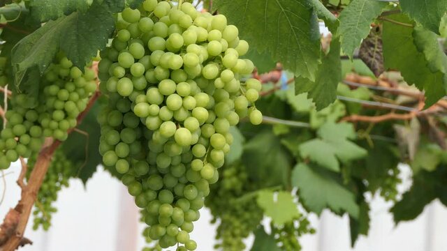  fresh fruits , close up grapes with green leaves on the vine.