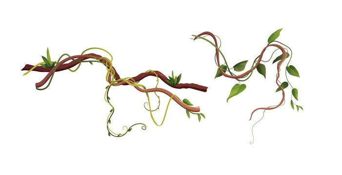 Liana or vine winding branches cartoon vector illustration. Jungle tropical climbing plants.	