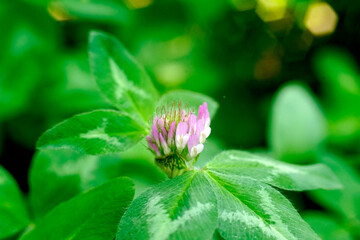 野に咲く希望の花～クローズアップ　産毛まで見える高解像度