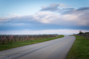 Fototapeta na wymiar Road through vineyards in spring in Burgenland