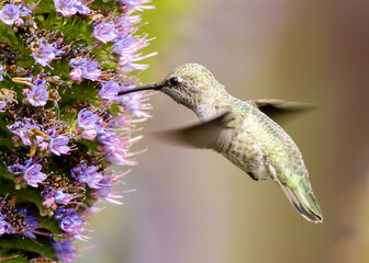 Anna's Hummingbird adult female feeding on pride of Madeira nectar. Palo Alto Baylands, Santa Clara County, California, USA.