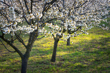 Fototapeta premium Blooming cherry trees in Spring