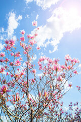 magnolia flower in the garden on a background of blue sky.