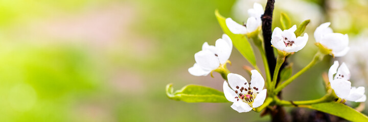 Blooming apple branch at spring garden against unfocused green grass background.