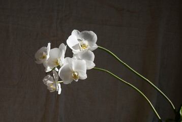 Fototapeta na wymiar Blooming white phalaenopsis orchid on a gray background.