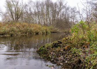 autumn landscape gray and cloudy day, river bank with bare trees and bushes, bank reflection in river water