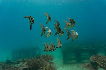 school of fish