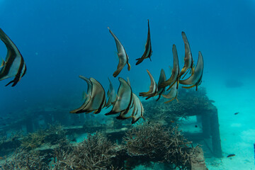 school of fish