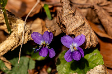 Viola hirta flower in the forest, close up	