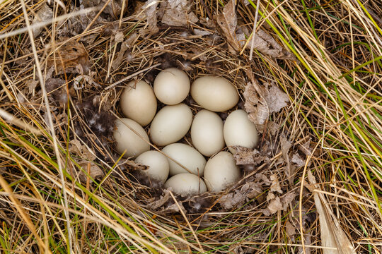 Nest with Mallard eggs. Anas platyrhynchos.