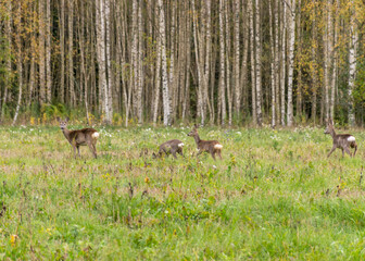 deer on the edge of the forest, autumn time, overgrown meadow, bog birches in the background, wildlife, cloudy and foggy