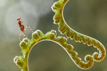 deroplatys truncata species mantis from borneo island