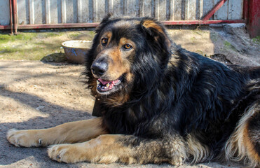 Big shepherd dog posing for a photo