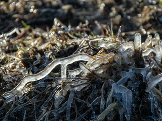 abstract formations of frozen sea reeds