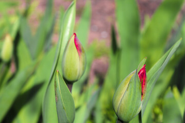 Spring time . Everything is blooming, tulips are about to open.